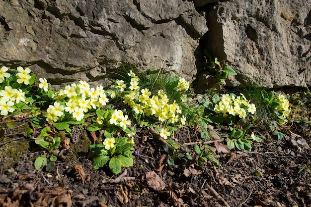 A primavera floresce entre as pedras com prímulas