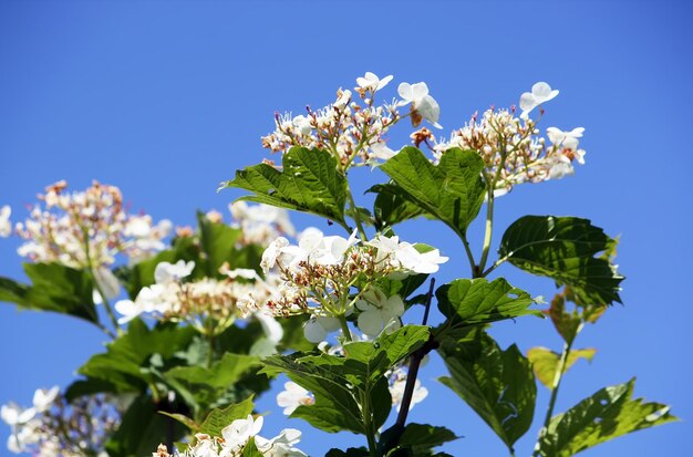 A primavera floresce na árvore sob o céu azul Fundo da natureza