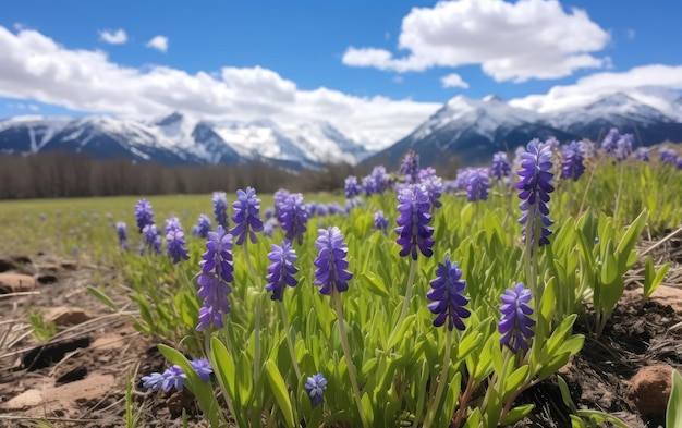 A primavera tem primavera na montanha