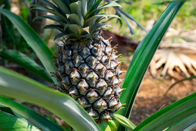 Foto a primeira fase do abacaxi na tailândia.pineapple é uma fruta tropical rica em vitaminas