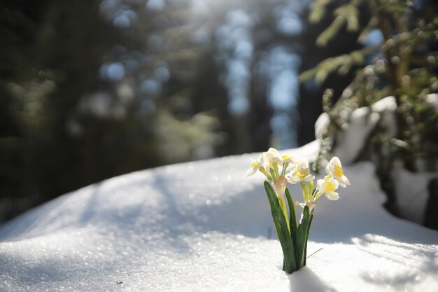 A primeira flor da primavera. Snowdrop na floresta. Dia de sol de primavera na floresta.