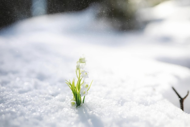 A primeira flor da primavera Snowdrop na floresta Dia ensolarado de primavera na floresta