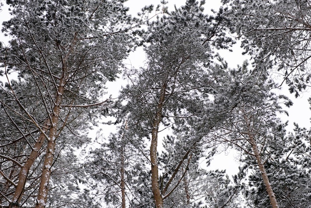 A primeira neve caiu na floresta de pinheiros