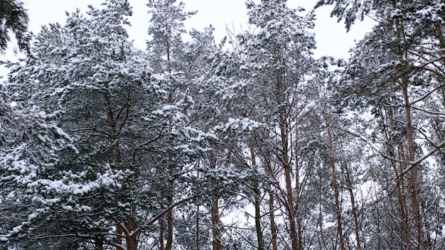 A primeira neve caiu na floresta de pinheiros
