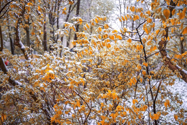 A primeira neve caiu