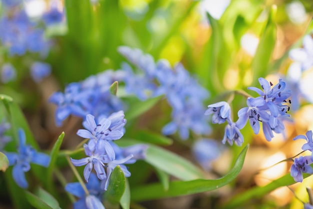 A primeira primavera floresce a campainha