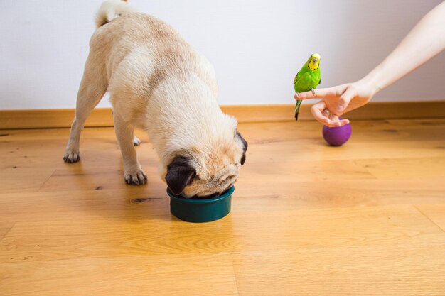 A primeira reunião de animais de estimação um papagaio e um pug