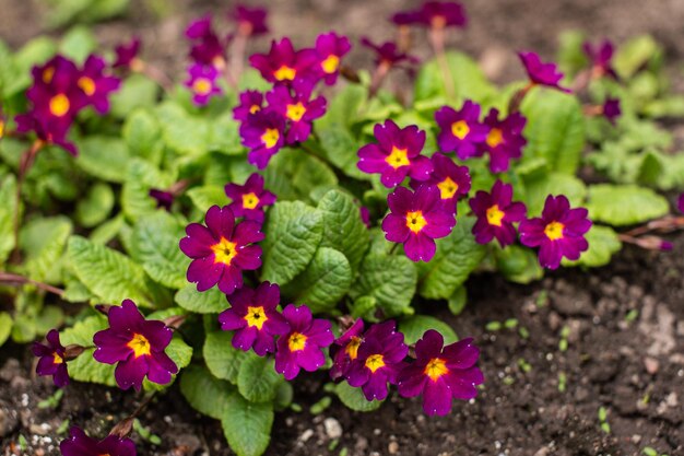 A prímula violeta floresceu na primavera no jardim