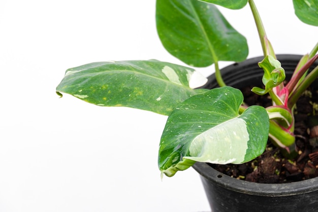 A princesa branca de philodendron é uma planta interna aróide em fundo branco isolado