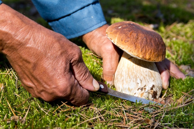 Foto a procura de cogumelos na floresta. seletor de cogumelos