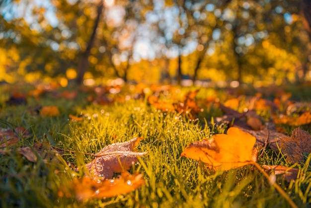 A queda idílica deixa o fundo do prado na luz do sol, close-up da cena da natureza do outono no jardim da queda