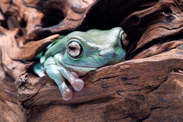 A rã verde australiana (ranoidea caerulea) na casca da árvore