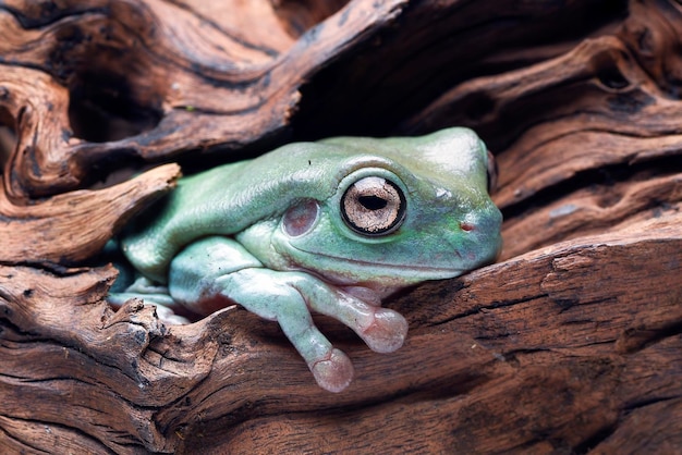 A rã verde australiana (ranoidea caerulea) na casca da árvore