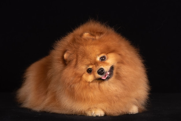 Foto a raça canina pomerânia está mentindo