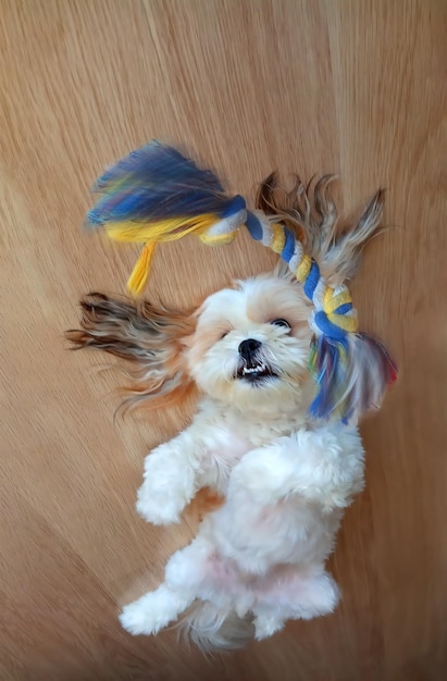 A raça de cachorro Marvelous Dogs Cavachon deitado de costas brinca com um brinquedo jogando-o com foco suave