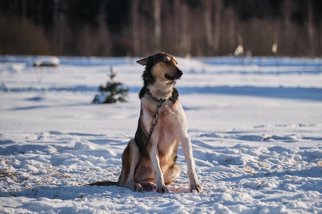A raça de cães de trenó do norte Alasca Husky é forte, enérgica e resistente