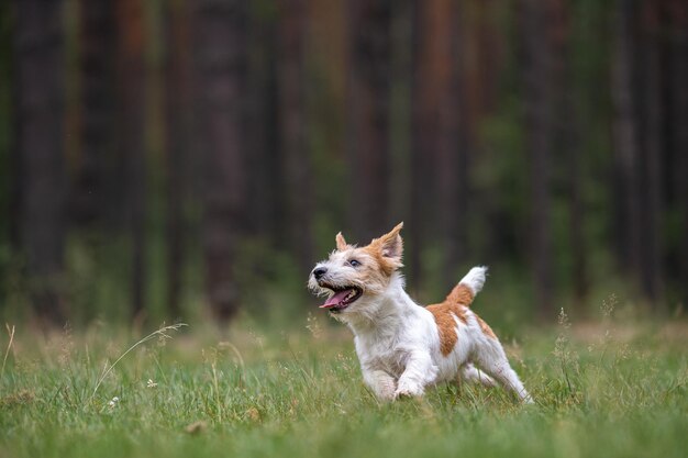 A raça de cães Jack Russell Terrier em uma capa de chuva vermelha carrega na boca um brinquedo de anel saltitante em uma floresta verde