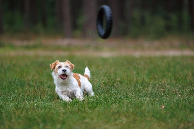 A raça de cães Jack Russell Terrier em uma capa de chuva vermelha carrega na boca um brinquedo de anel saltitante em uma floresta verde
