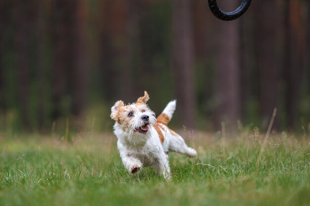 A raça de cães Jack Russell Terrier em uma capa de chuva vermelha carrega na boca um brinquedo de anel saltitante em uma floresta verde