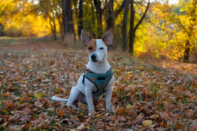 A raça de cães Jack Russell Terrier senta-se em folhas amarelas secas na floresta no outono em um arnês azul com um padrão de limão. No contexto das árvores amarelas. Olhando para a câmera com suspeita