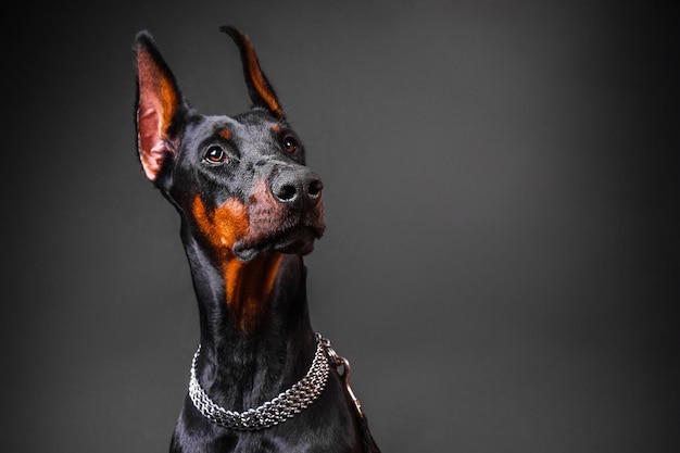 A raça do cão Doberman olha para cima em um fundo escuro