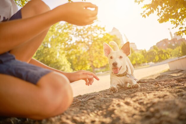 A raça do cão russell terrier está brincando no parque verde com seu dono no verão ou no início de