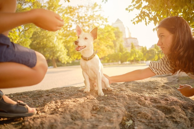 A raça do cão russell terrier está brincando no parque verde com seu dono no verão ou no início de