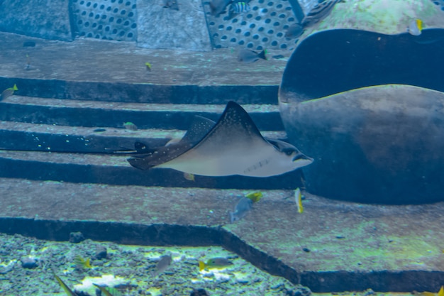 A raia-real ocelada (Aetobatus ocellatus) é uma espécie de peixe cartilaginoso da família da raia-águia Myliobatidae. Atlantis, Sanya, ilha de Hainan, China.