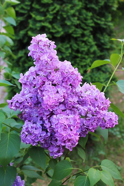 A rainha das flores lilás roxo delicado se alegra em um dia quente e ensolarado Papéis de parede