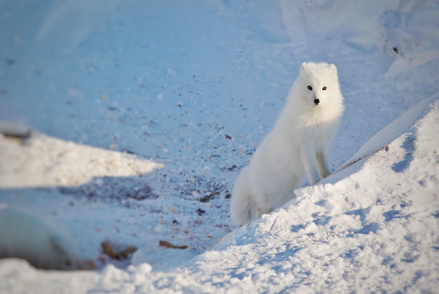 A raposa ártica em terra coberta de neve