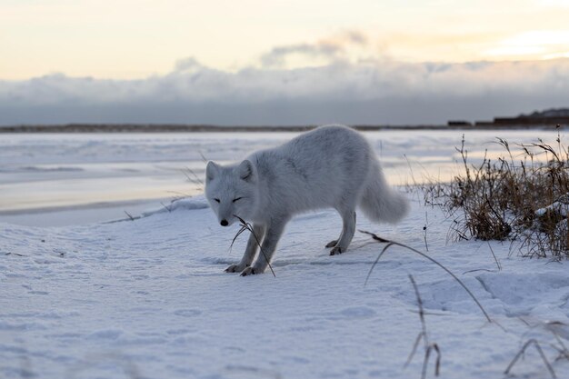 Foto a raposa ártica vulpes lagopus no inverno na tundra siberiana