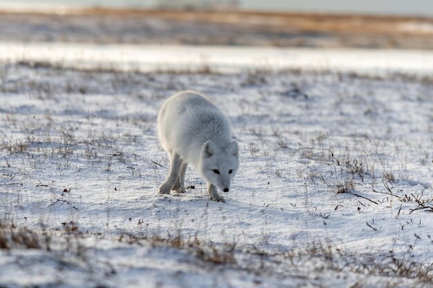 A raposa ártica Vulpes Lagopus no inverno na tundra siberiana