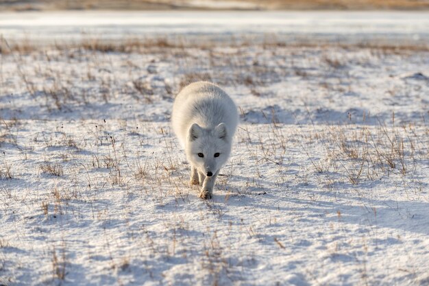 A raposa ártica vulpes lagopus no inverno na tundra siberiana