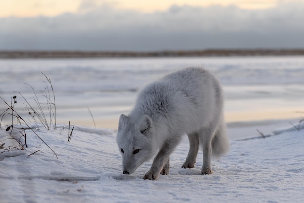 Foto a raposa ártica vulpes lagopus no inverno na tundra siberiana