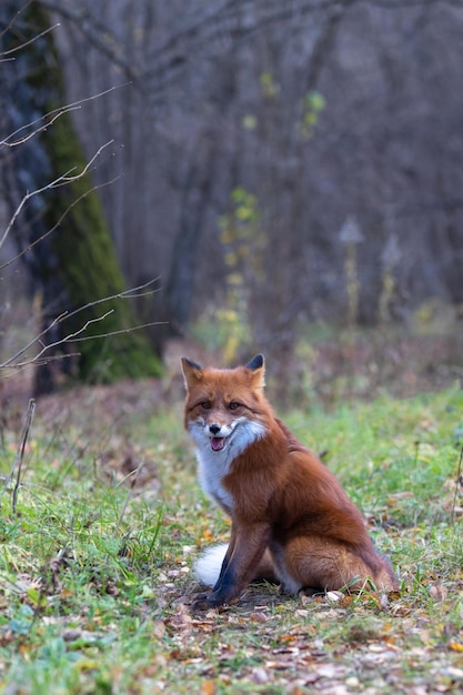 A raposa encontra-se na floresta de outono