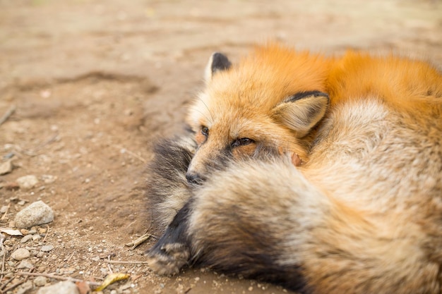 A raposa vermelha descansa