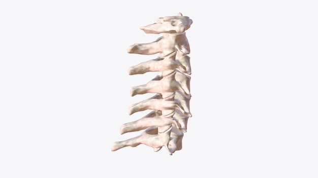 Foto a região do pescoço da coluna cervical consiste em sete ossos, vértebras c1c7 que são separadas umas das outras por discos intervertebrais.