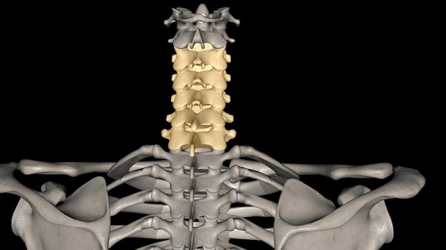 A região do pescoço da coluna cervical é composta por sete ossos C1C7 vértebras