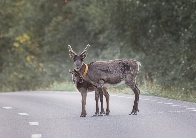 A rena está parada na estrada na manhã nevoenta