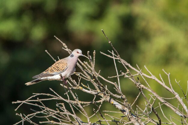 A rola europeia é uma espécie de ave columbiforme da família columbidae