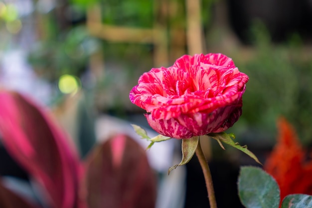 A rosa é uma planta com flor perene lenhosa do gênero Rosa na família Rosaceae