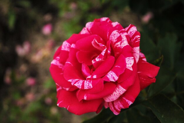 A rosa escarlate delicada e alegre flutua nas ondas do vento