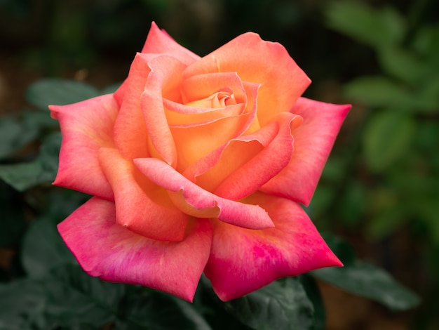 Foto a rosa laranja é linda