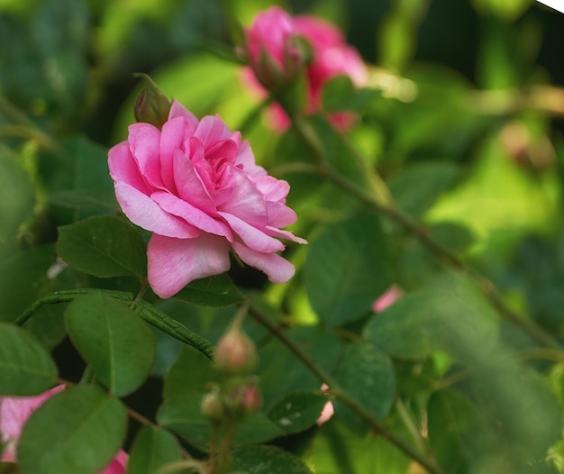 A rosa no meu jardim Uma foto de uma linda rosa