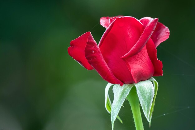 A rosa vermelha da manhã em alta definição
