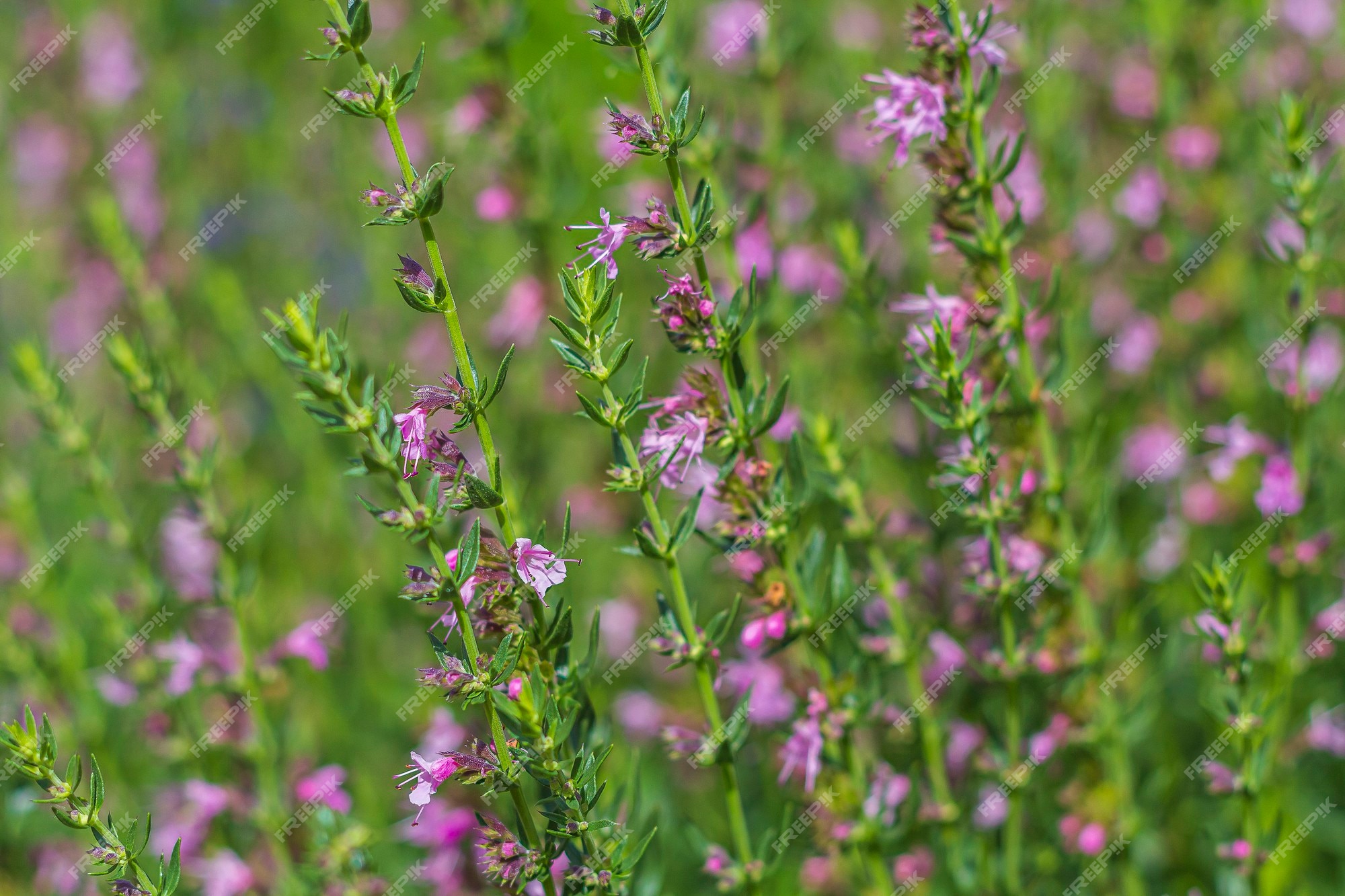 A sábia verbena é uma planta perene. flor roxa que floresce em um prado em  fundo de grama verde. | Foto Premium