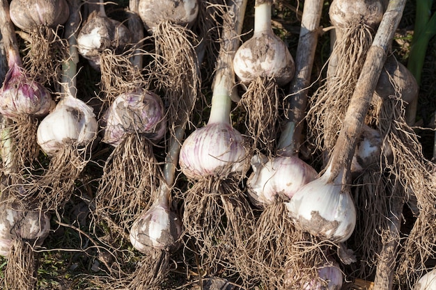 A safra de alho colhida na agricultura, a safra de alho empilhada no território do campo para secar a terra nas plantas