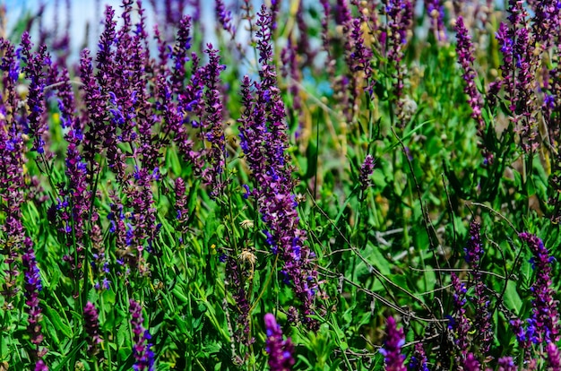 A sálvia floresce em um prado no verão