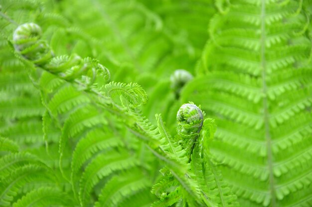 A samambaia brilhante deixa o fundo natural do close up