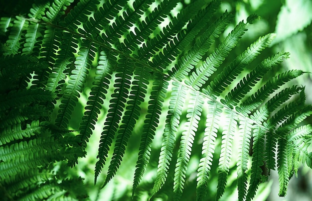 A samambaia deixa o fundo A selva verde deixa o padrão natural